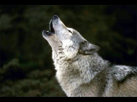 Video: Como Viven Los Lobos