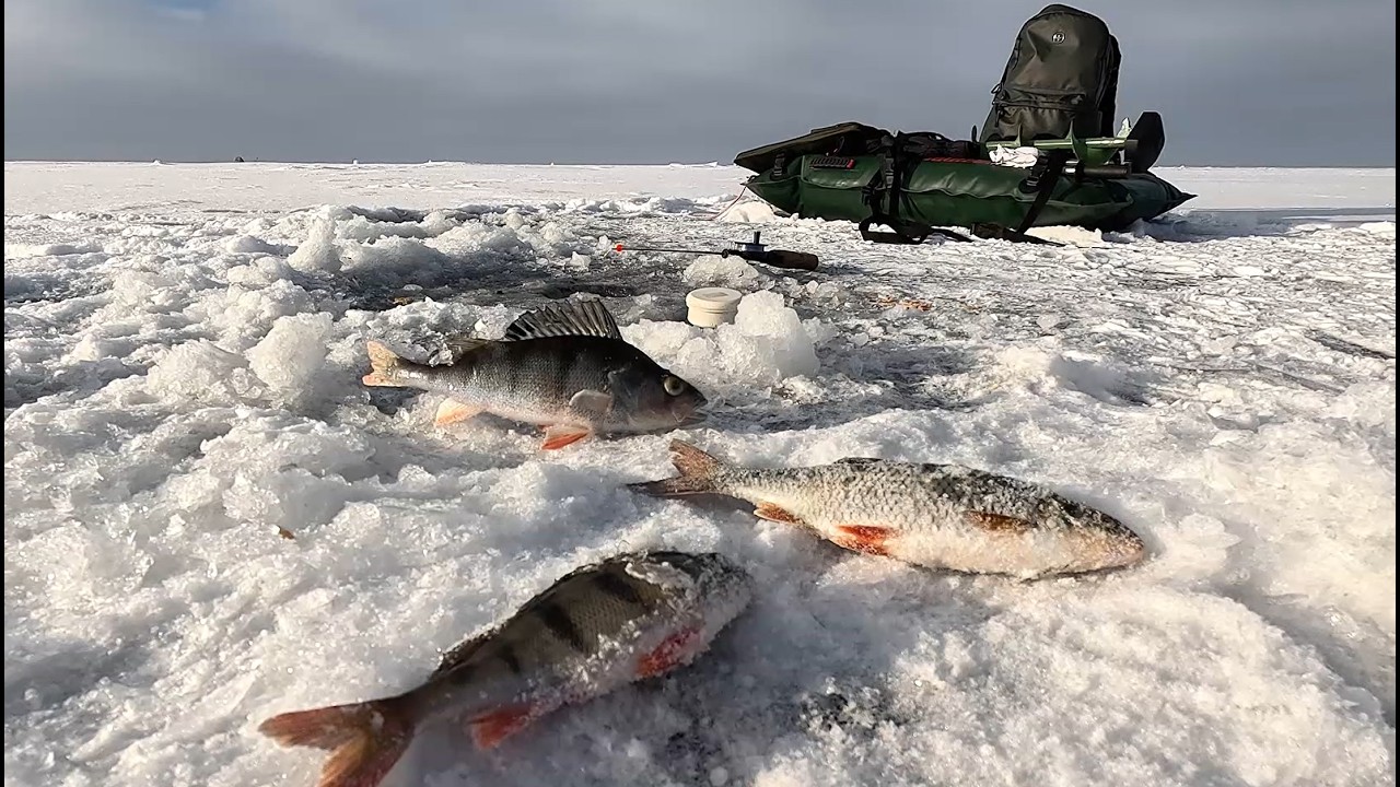 Чудское озеро, зимняя рыбалка