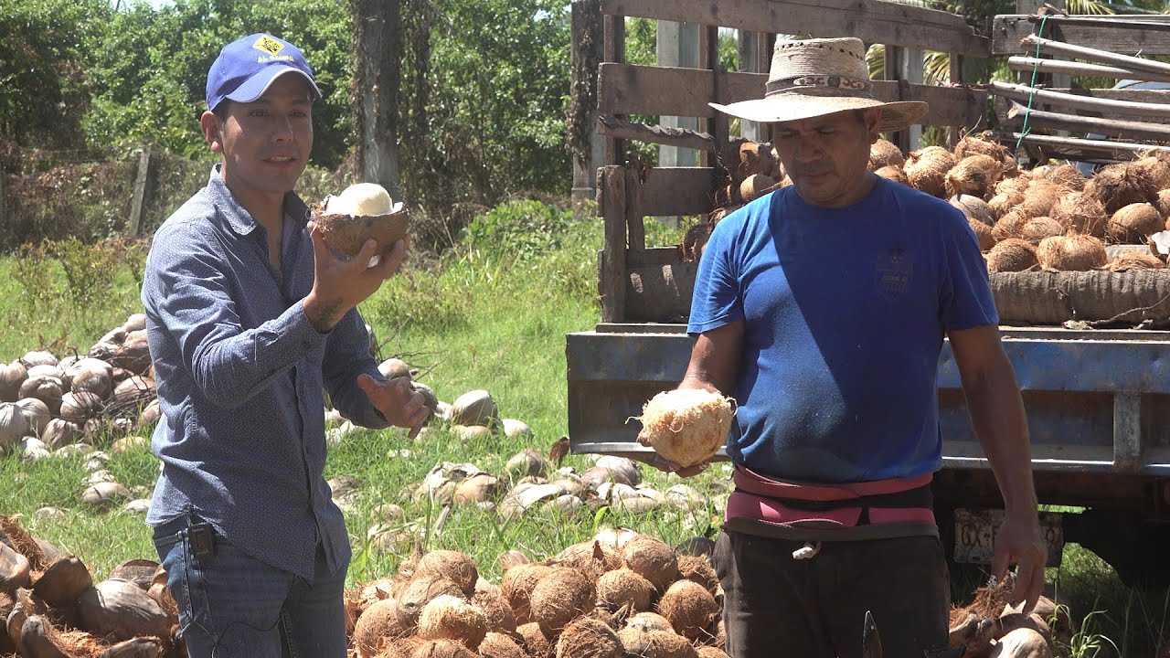 Jimar el fruto de coco | Así el trabajo para los Derivados de coco y una gran variedad en productos