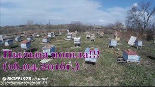 Пыльца пошла!!! (16.04.2016г.) / Моя пасека