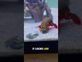 The Mantis Shrimp Got Revenge!😳 #animals