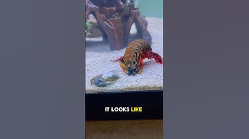 The Mantis Shrimp Got Revenge!😳 #animals