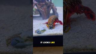 The Mantis Shrimp Got Revenge!😳 #animals