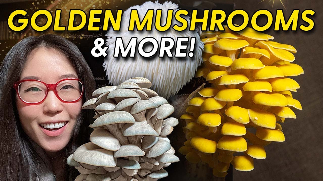 ⁣Growing BLUE & GOLDEN OYSTER MUSHROOMS at Home - Episode 4