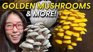 Growing BLUE & GOLDEN OYSTER MUSHROOMS at Home  Episode 4