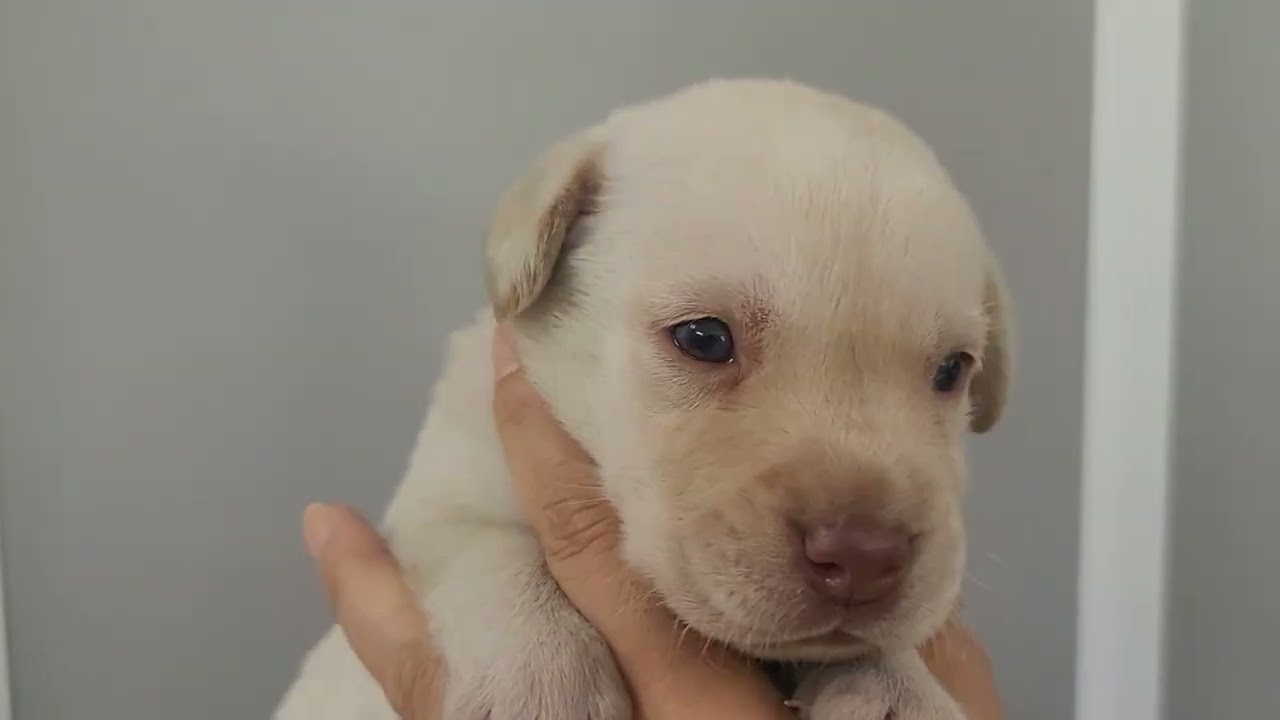 記念すべき1作品目「dog」 犬のグラスが @tokyo_cultuart さんより発売です〜🐶 程よい