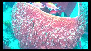 “Sint Eustatius “Triple Wreck” pt 3