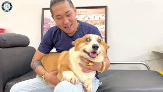 Ghé Thăm Nhà Anh Đông và Chia Sẻ Về Dòng CHÓ CORGI | Trại Chó Bình Cao