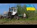 Рили свині на городі! Або як ЮМЗ-6 з АГ-2.1 чагарник у чортової ВІДЬМИ на городі  дискував!!!