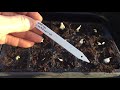 Growing garlic   nicks allotment diary 104