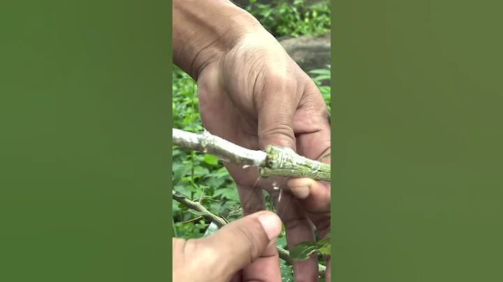 Wood Apple Grafting  Best Techniques for Healthy Growth EP167 #nature #satisfying #fruitgrafting