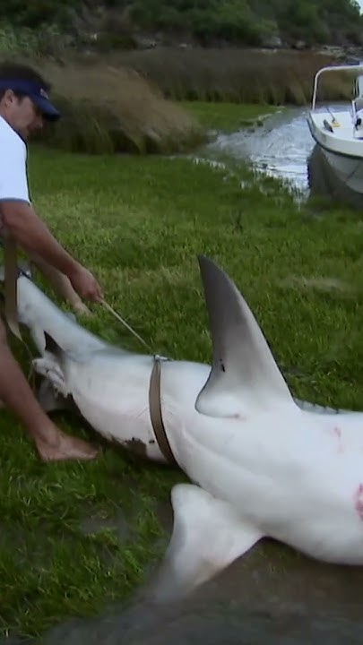 One of the Largest Male Bull Sharks Caught | River Monsters | Animal