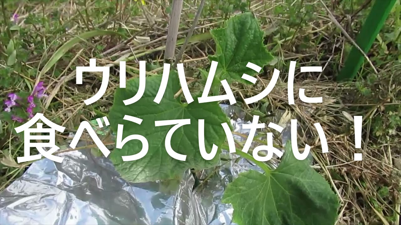 無農薬ウリハムシ対策の結果報告 畑の様子 Youtube