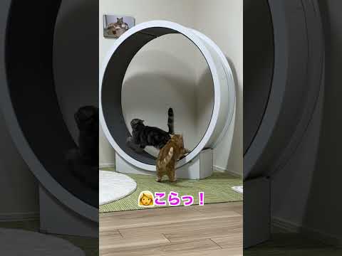 長男の邪魔をする弟猫 #shorts