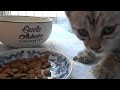 野良子猫 おさがりのバスケットで病院へ行く