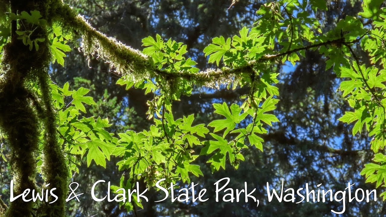 Lewis and Clark State Park, Washington
