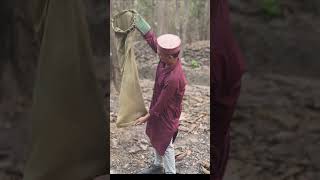 Rat snake releasing at jungle #snakes #wildliferescue #russellviper #cobra #spectacledcobra #naagin