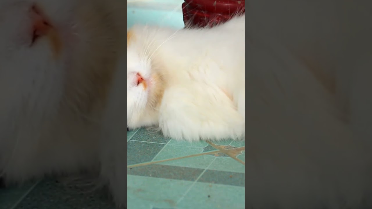 Как отучить кошку мяукать всю ночь напролет...