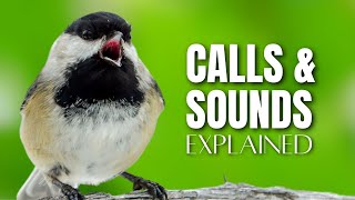 What are Black-capped Chickadee Calls, Sounds and Song used for?