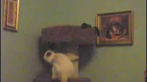 Watch the video about A Compilation of My Siamese Cats
