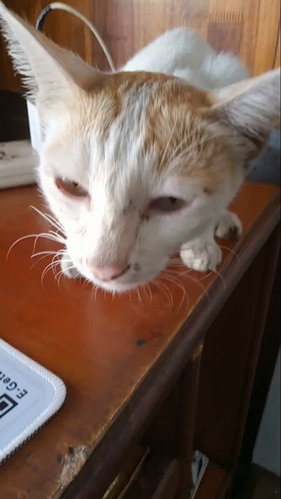 #cat #cutecat #viralvideo #viralcatshort