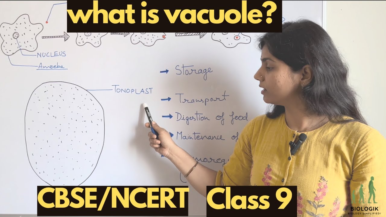 Cell vacuole : basics explained