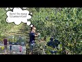 Blueberry Picking / Wahrenberger Family goes to the Blueberry Farm / East Germany / Deutsch-Filipino