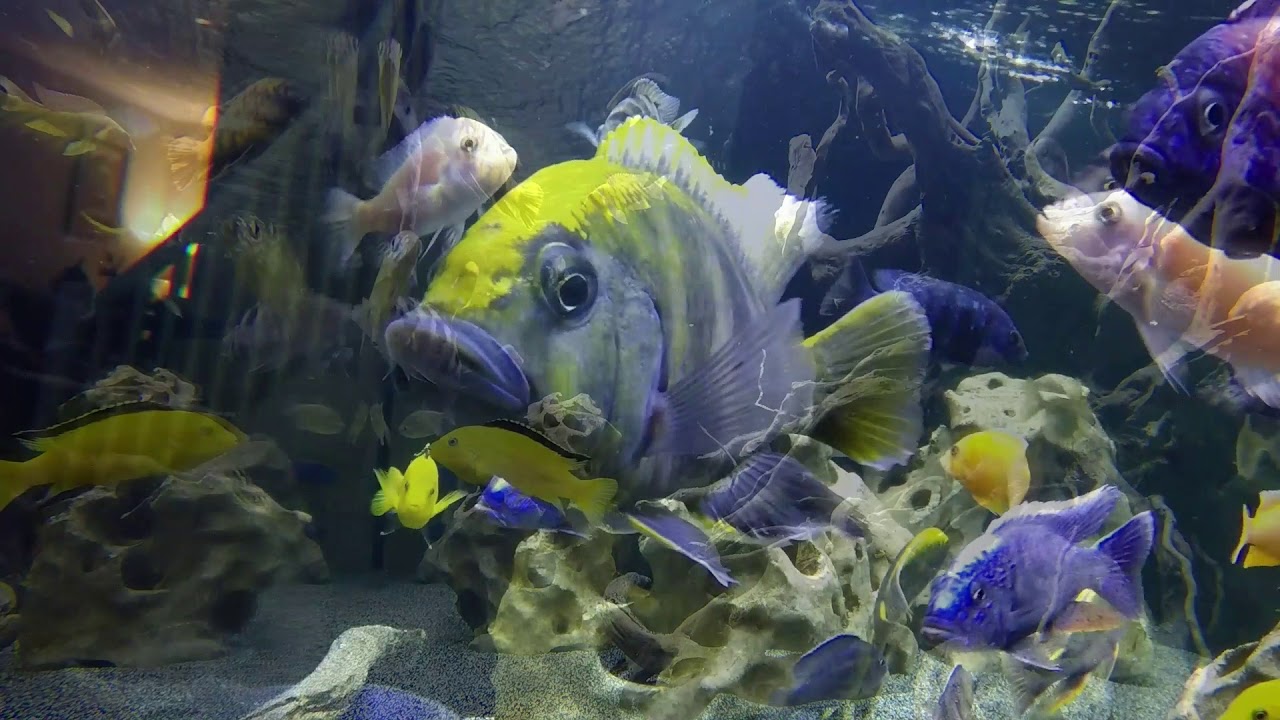 Amazing Cichlid Aquarium  YouTube