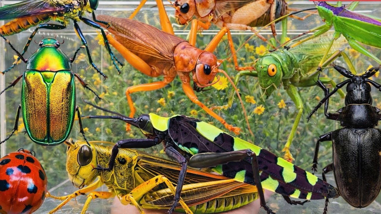Amazing wild insect catching | Giant Grassshopper. beautiful butterfly .Praying mantis.  