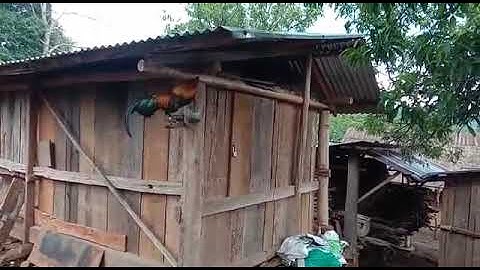 Saib qaib dib qua zoo