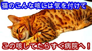 【猫ぜんそく】こんな咳をしている猫はすぐに病院へ連れていって下さい【猫風邪】