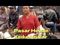 Update Harga Kambing Poel menjelang Idhul Qurban 27 Mei 2026 ‼️di Pasar Hewan Kedunggalar terbaru.