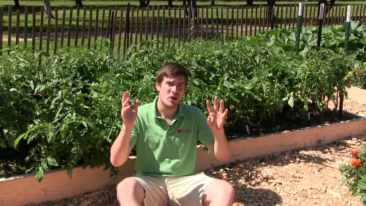 blight on tomatoes treatment organic blight on tomatoes treatment organic