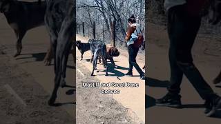 Talking dogs #dogshorts #funny #fypyoutube #funnypets #funnydogs #funnydogvideos #doglife #bigdog