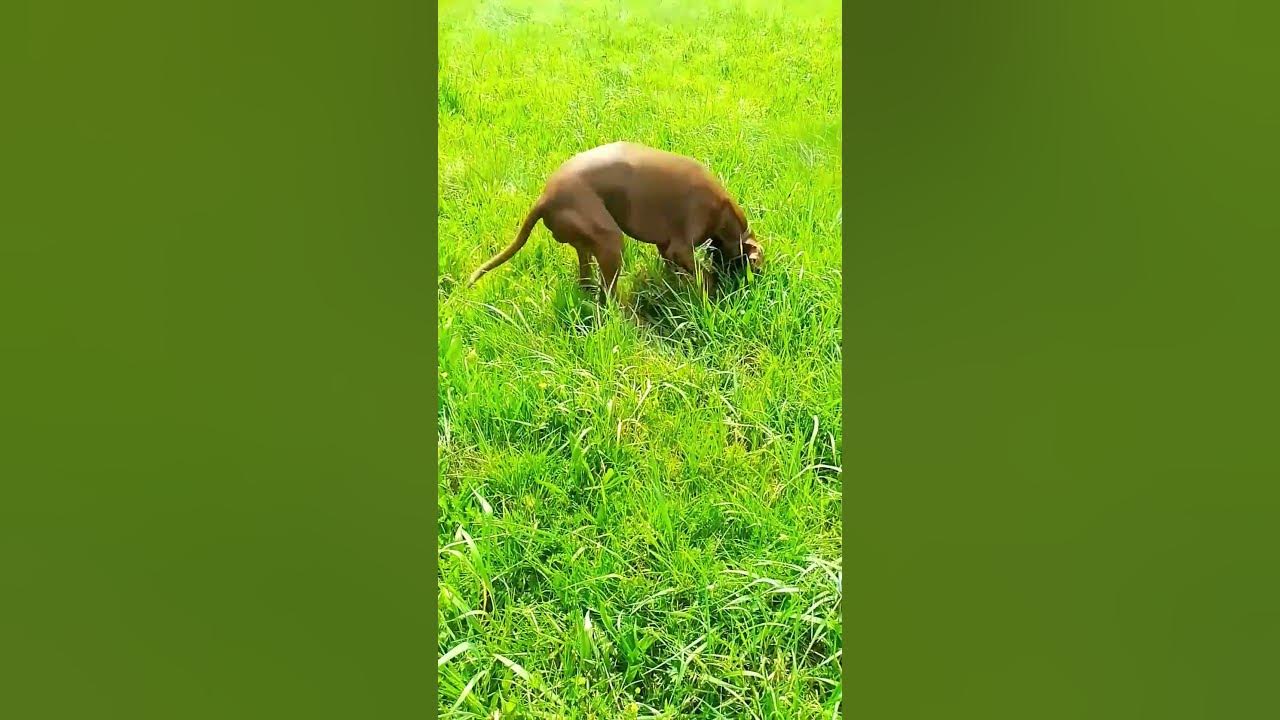 Uyyyyyy ando flojito😅 #perros #larin #diarrea - YouTube