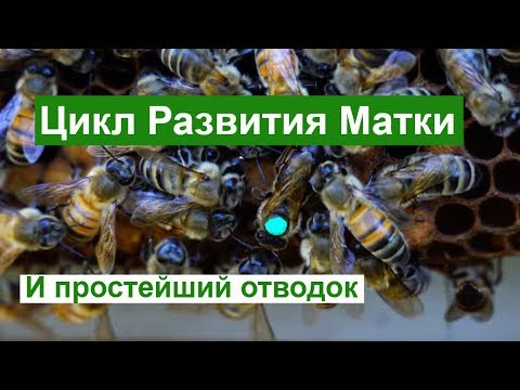 Видео: Сколько дней без морозов нужно для выращивания хлопка?