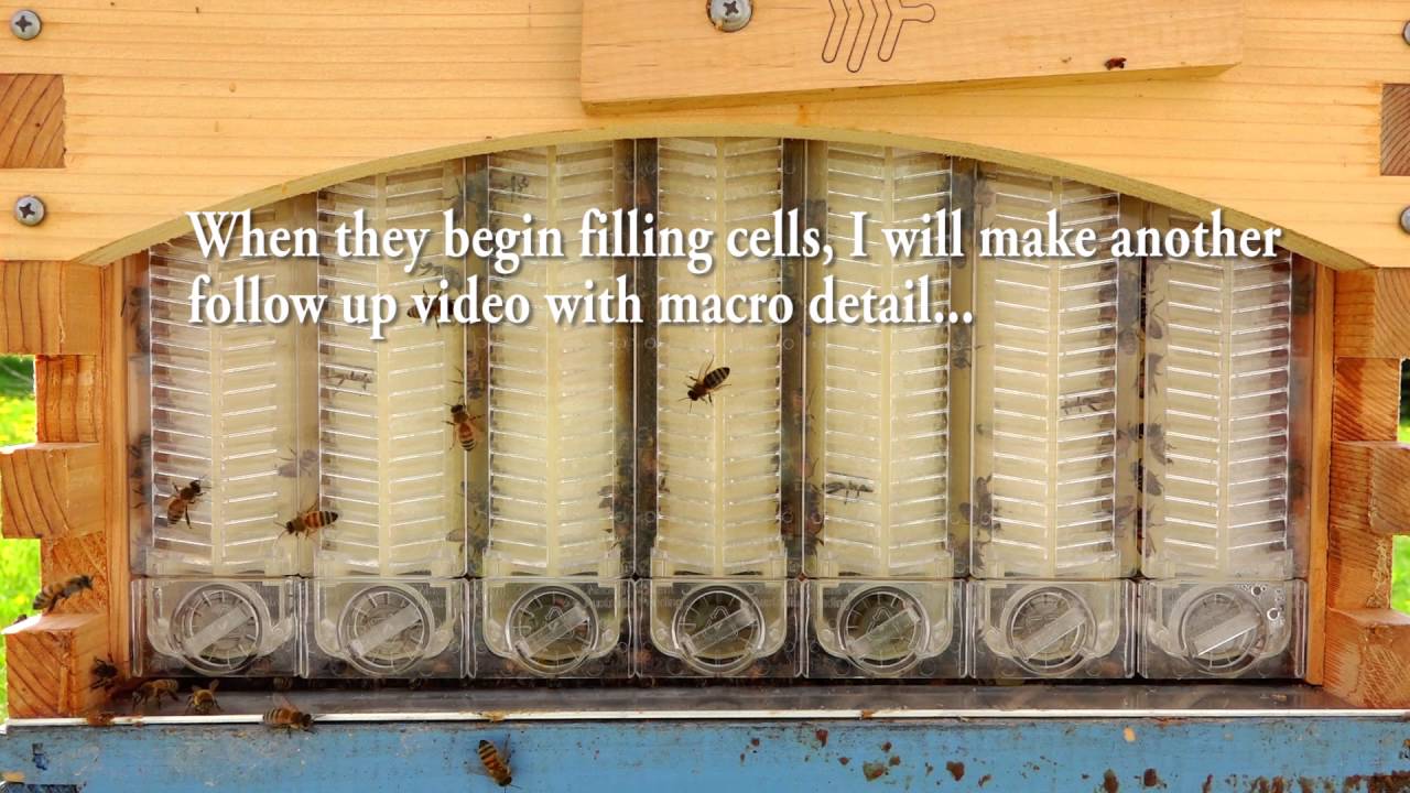 Flow Hive Update Honey...