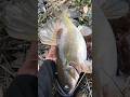 Massive Wild Catch! Giant Fish Pulled from the Wilderness