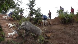 Babi Hutan Besar Datang Saat Hujan Turun || Wild boar Hunting || Amazing ||