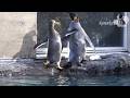 旭山動物園 ついに目撃!!!キングペンギンの上陸!