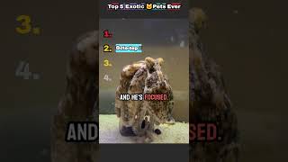 Top 5 exotic pets ever!!! #cute #pets #funnyanimals #funny  #animals #iguana #octopus #meme #memes