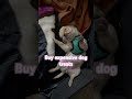 I am your doggy #chihuahua #puppy #funnydog #cutedog #dogshorts #chihuahuapuppy #cute #funny #チワワ