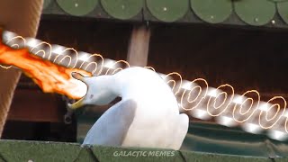 Seagull sings What's Up People | Death Note (meme)