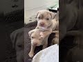 Pitbulls are truly the best pet  wholesome moments shorts pitbull