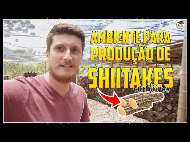 Cultivo de Shitake em toras  Incubação de troncos de cogumelo — Eightify