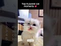 Top 5 Cutest Cat Moments Ever 😻✨ | You Won’t Stop Smiling!