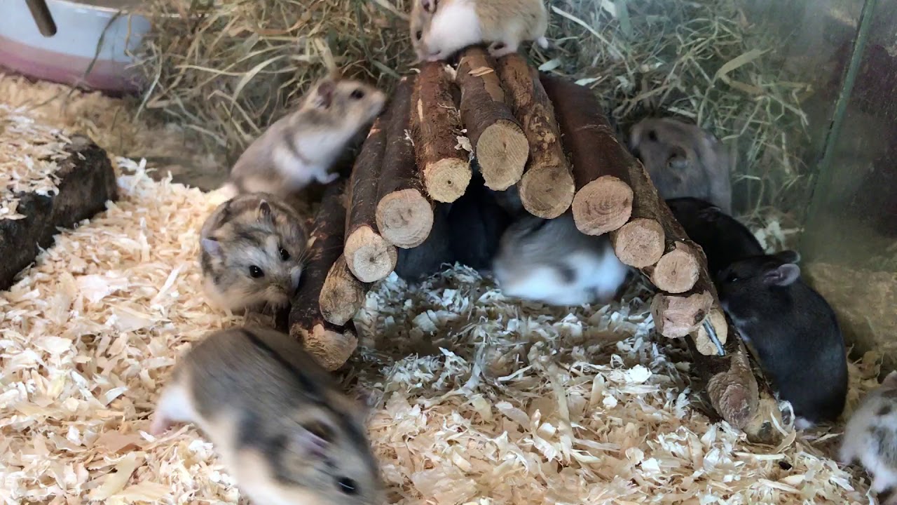 Campbelli Dwerghamsters bij Welle Diertotaal