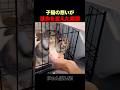 子猫の必死な想いが、人生を変えた。