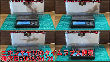 【Memorandum】 2025年08月20日 RPi-Cam-Web-Interfaceを用いたニホンヤモリのTimelapse観察