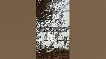 احترم القرآن الكريم #اكسبلور #قران_كريم #تلاوة_هادئة #لايك